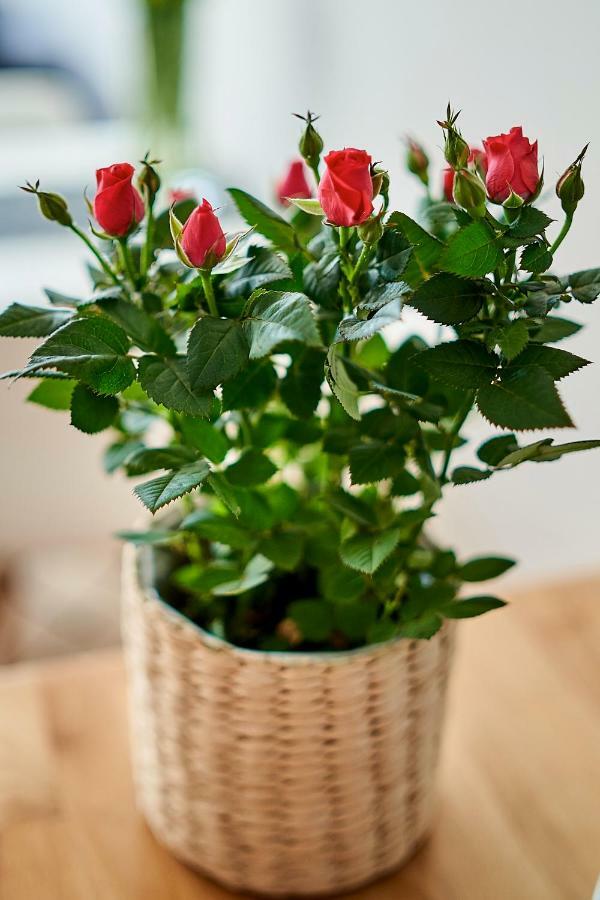 Apartamenty Muzyczna 14 ซูวาว์กี ภายนอก รูปภาพ